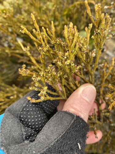 Exocarpos bidwillii observed 2026-09-20