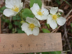 Fragaria viridis
