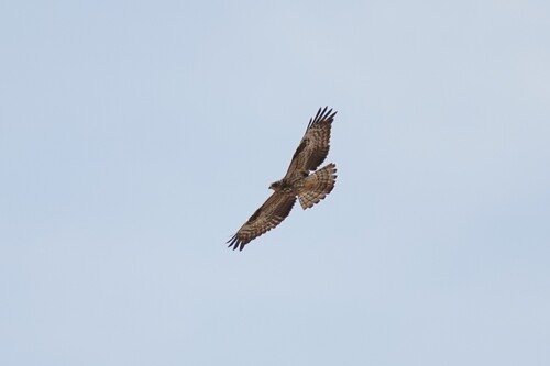 European Honey-buzzard