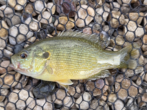 Green Sunfish