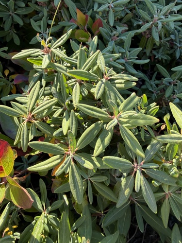 Kalmia angustifolia, photograph 5