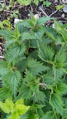 Urtica dioica