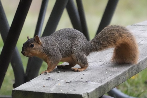 Eastern Fox Squirrel