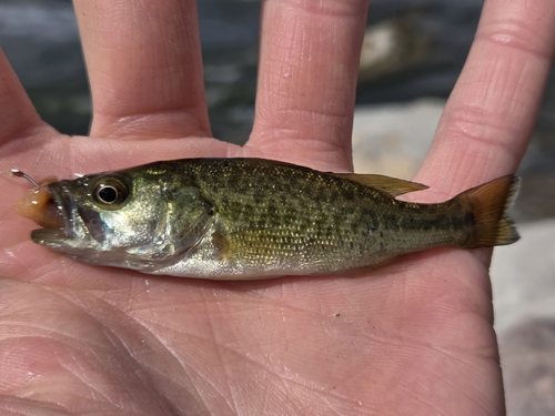Largemouth Bass