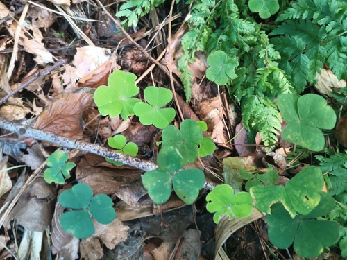 European wood-sorrel