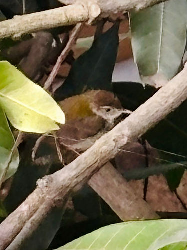 Common Tailorbird