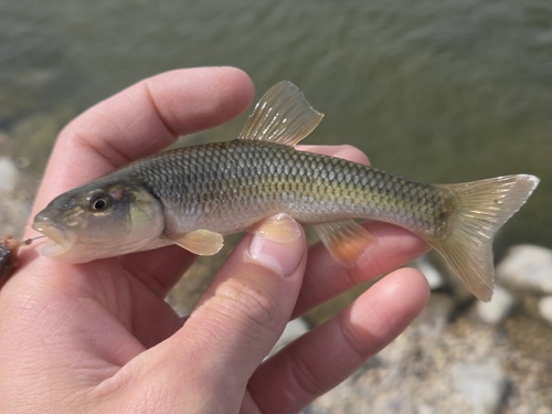 Hornyhead Chub