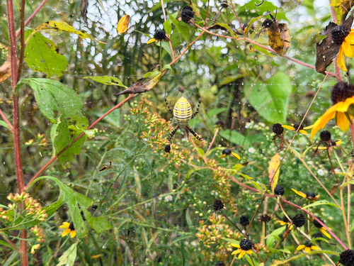 Banded Garden Spider