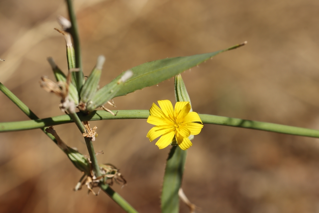 Chondrilla juncea; photograph (c) Noé Fleury Frouart, some rights reserved (CC BY)