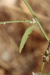 (c) Noé Fleury Frouart, some rights reserved (CC BY) Chondrilla juncea, photograph (c) Noé Fleury Frouart, some rights reserved (CC BY)
