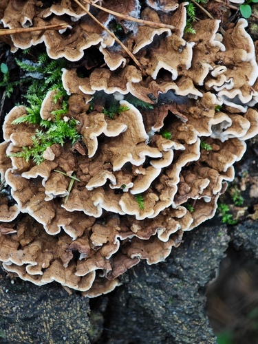Laxitextum bicolor observed 2026-09-20