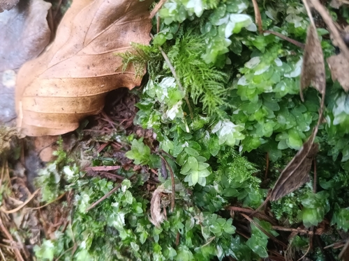 Shining Hookeria