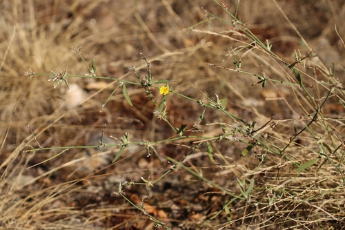 Chondrilla juncea, photograph 5