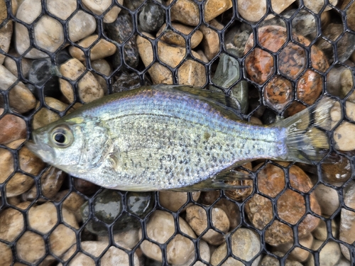 Black Crappie
