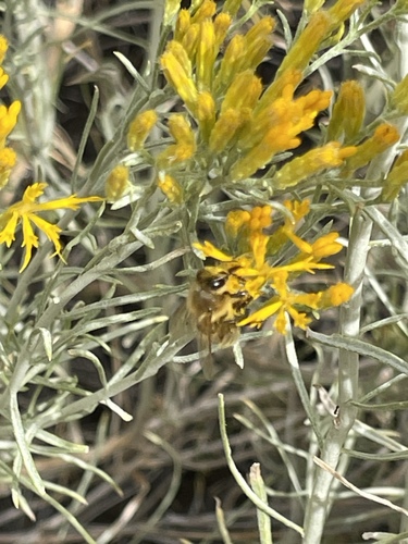 Western Honey Bee