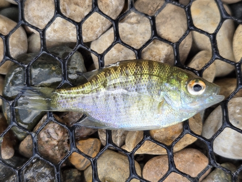 Bluegill