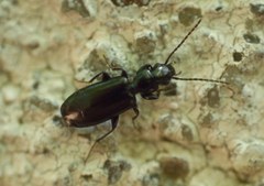 Microlestes