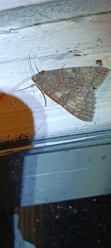 Red Underwing