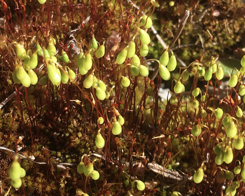 Image of Golden Thread-Moss (Leptobryum pyriforme) by (c) Roger Rittmaster, some rights reserved (CC BY)