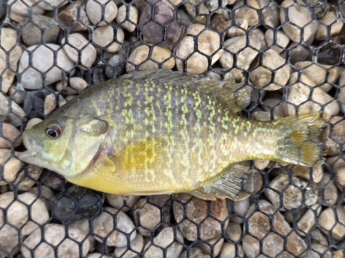 Greengill Sunfish