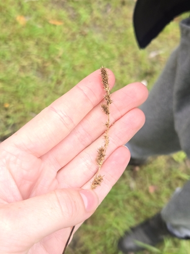 Carex vulpinoidea observed 2026-09-20