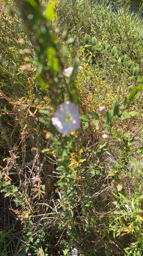 field bindweed