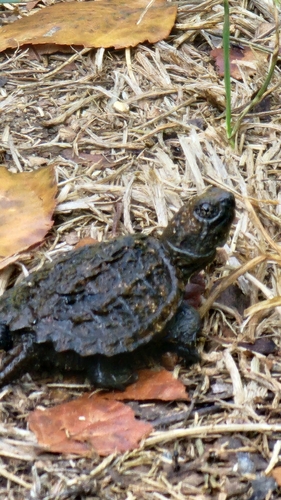 Common Snapping Turtle