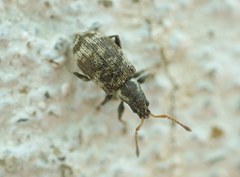 Oedecnemidius varius