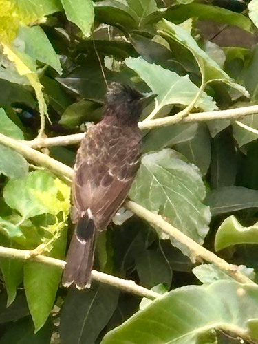 Red-vented Bulbul