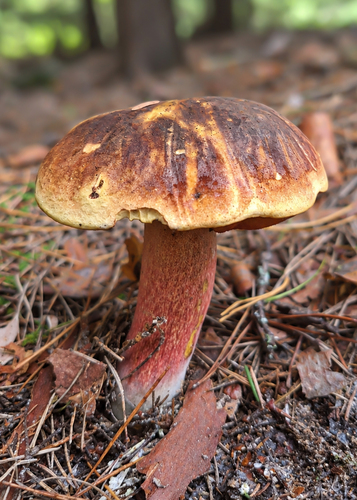Dotted Stem Bolete