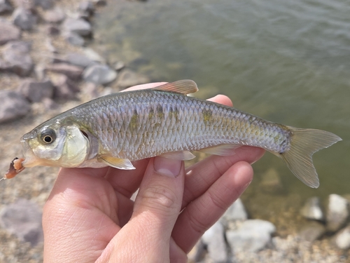 Common Shiner
