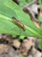 Cephaloon lepturides