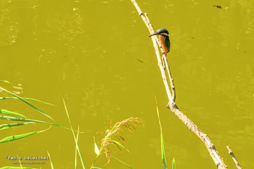 Common Kingfisher