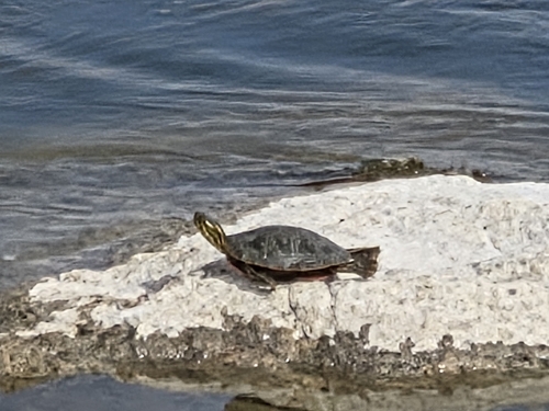 Western Painted Turtle