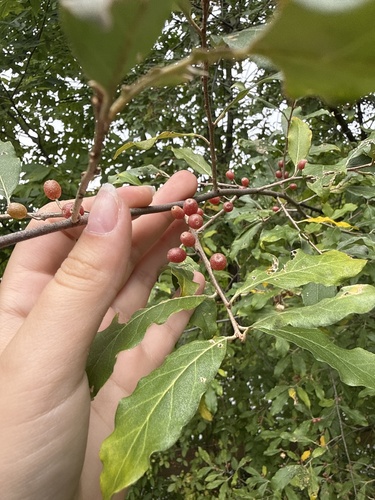 autumn olive