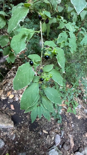 Deadly Nightshade