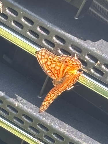 Variegated Fritillary