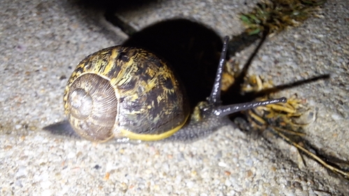 Garden Snail