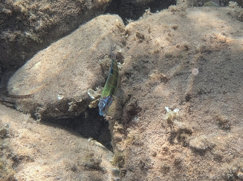 Ornate Wrasse