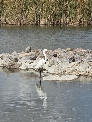 Great Egret