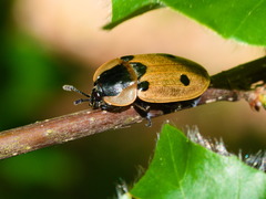 Dendroxena quadrimaculata