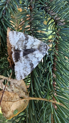 White Underwing