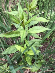 Lysimachia clethroides