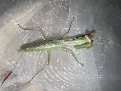 Transcaucasian Giant Mantis