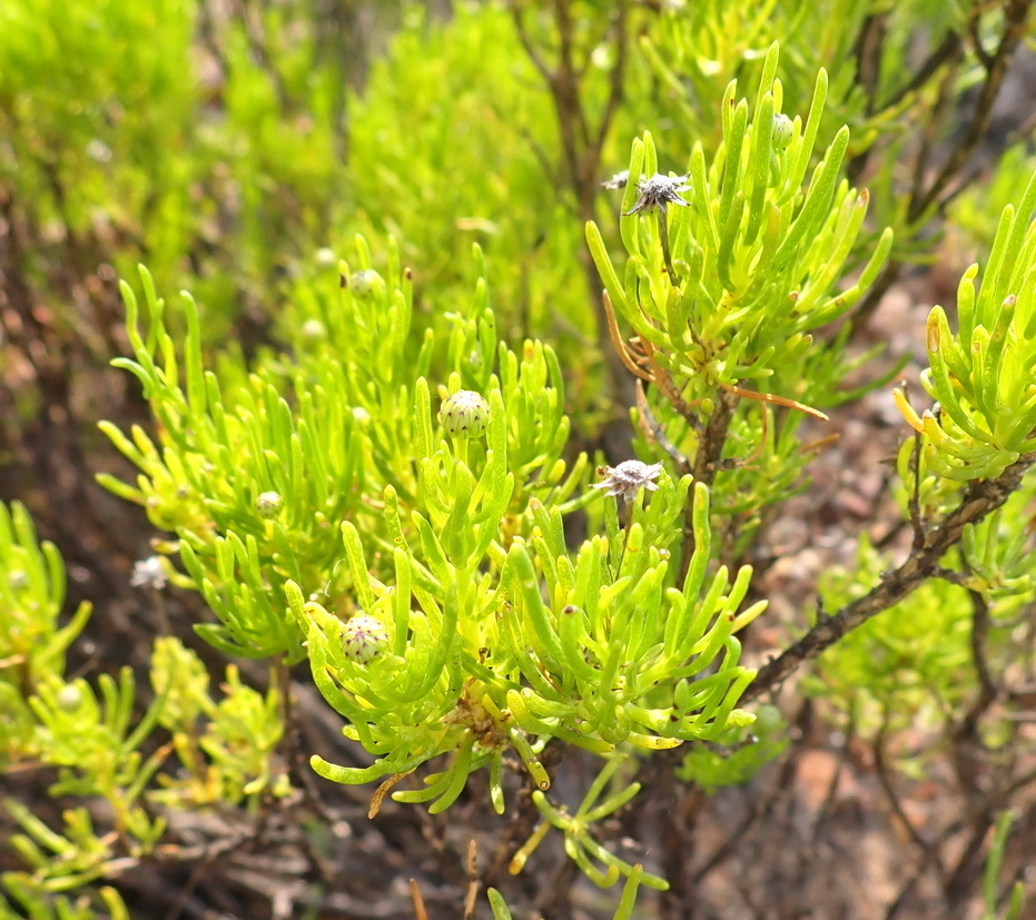 Felicia filifolia; photograph (c) Nicola van Berkel, some rights reserved (CC BY-SA)