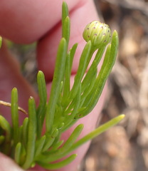 Felicia filifolia