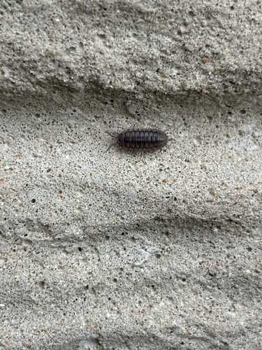 Nosy Pill Woodlouse