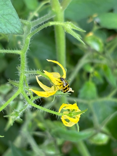 Spotted Cucumber Beetle