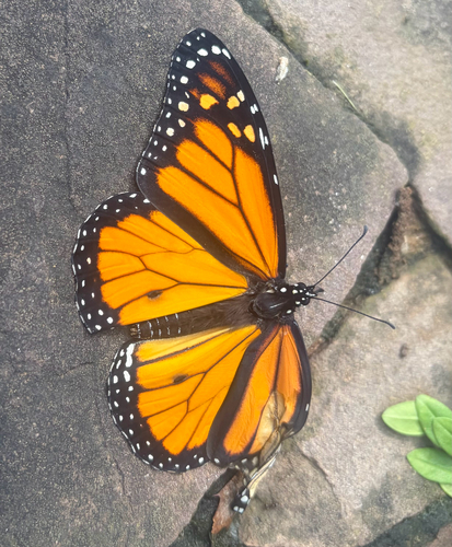 Monarch
