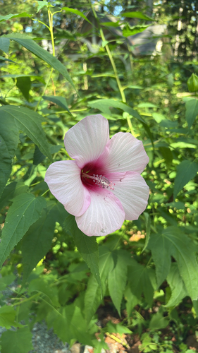 Halberd-leaf Rosemallow
